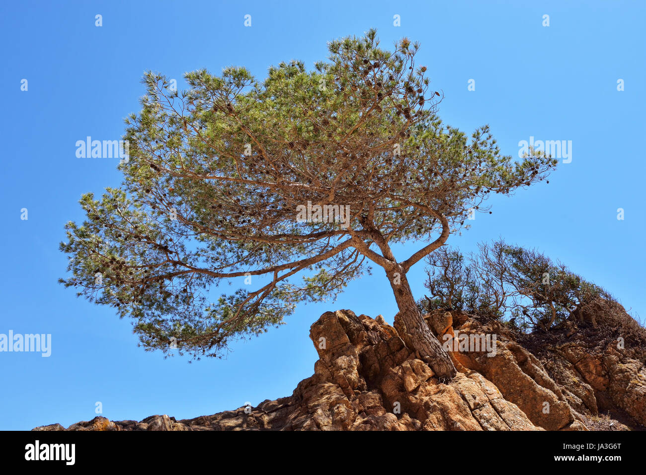 Lone pine tree rocky hi-res stock photography and images - Alamy