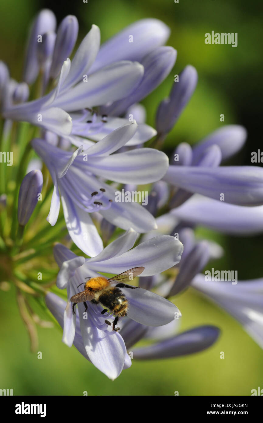 Agapanthus, Schmucklilie mit Insekt Stock Photo