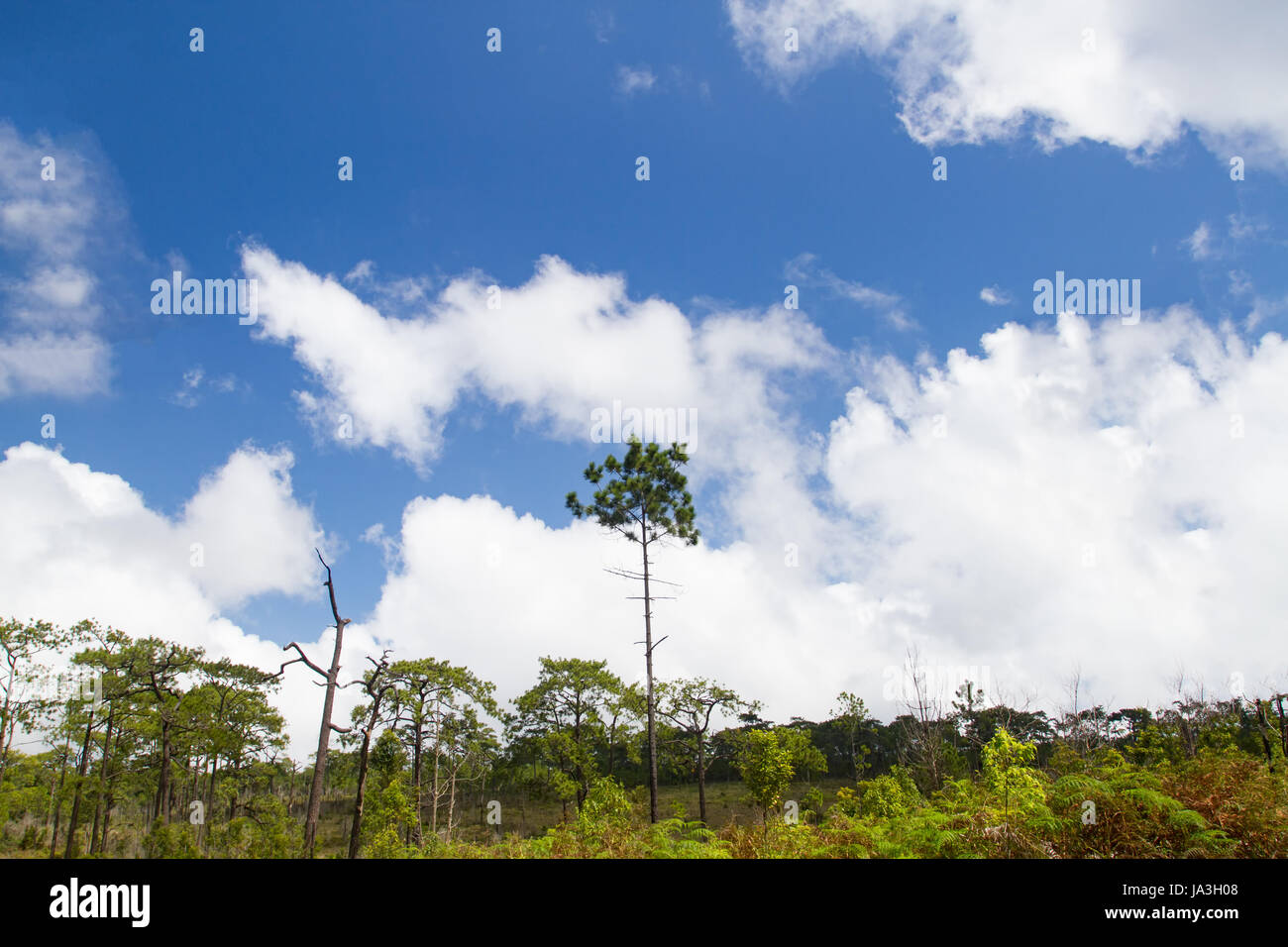 forest in sunny day and blue sky Stock Photo - Alamy