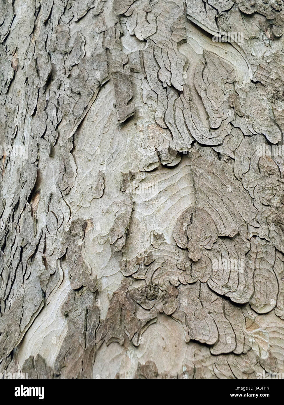 sycamore bark rough textured with layers Stock Photo Alamy