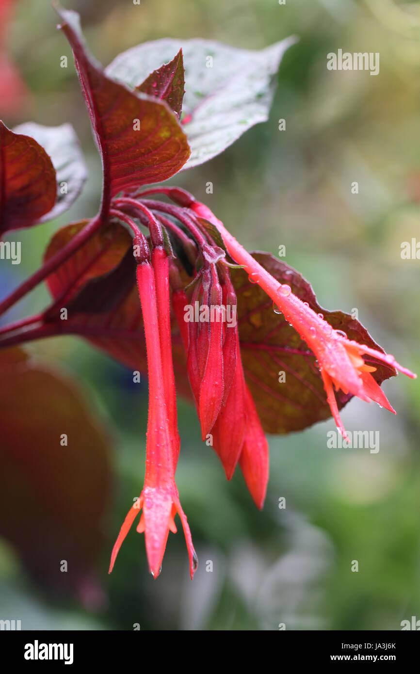 fuchsia magellanica Stock Photo