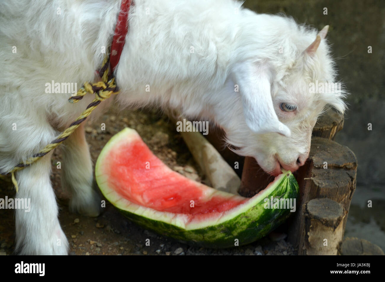 pet, goat, melon, watermelon, weie ziege, fressende ziege, melonenschale, ziege Stock Photo