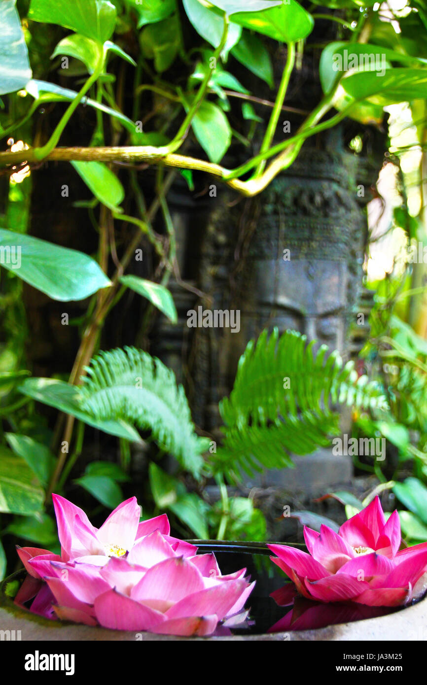 flower, plant, buddha, blossoms, float, lotus, fresh water, pond, water