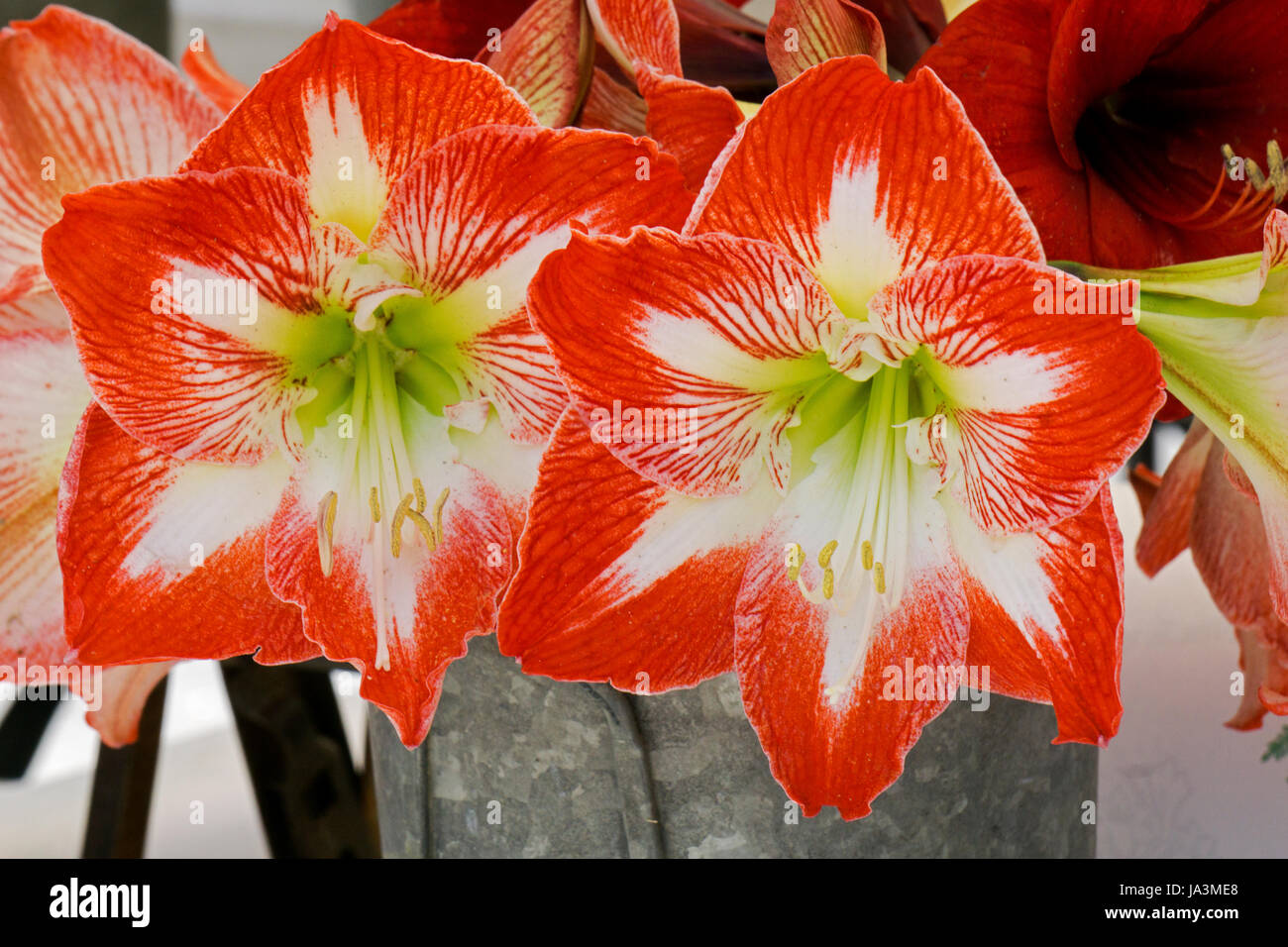 Two beautiful red and white amaryllis flowers for sale at an outdoor market in downtown Manhattan, New York City. Stock Photo