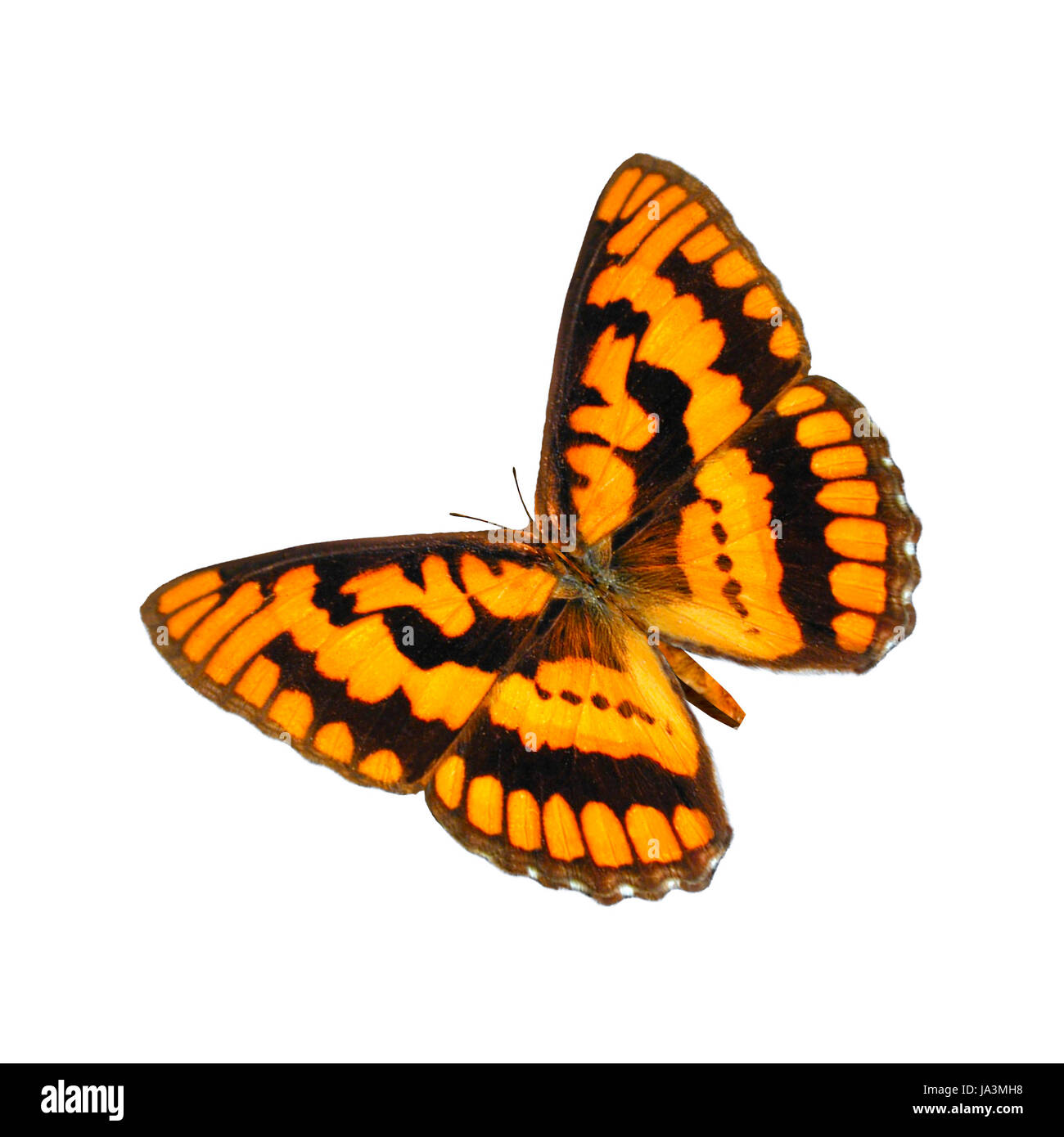 3D digital render of a Chequered Skipper or Arctic Skipper (Carterocephalus palaemon), a butterfly of the Hesperiidae family, isolated on white background Stock Photo