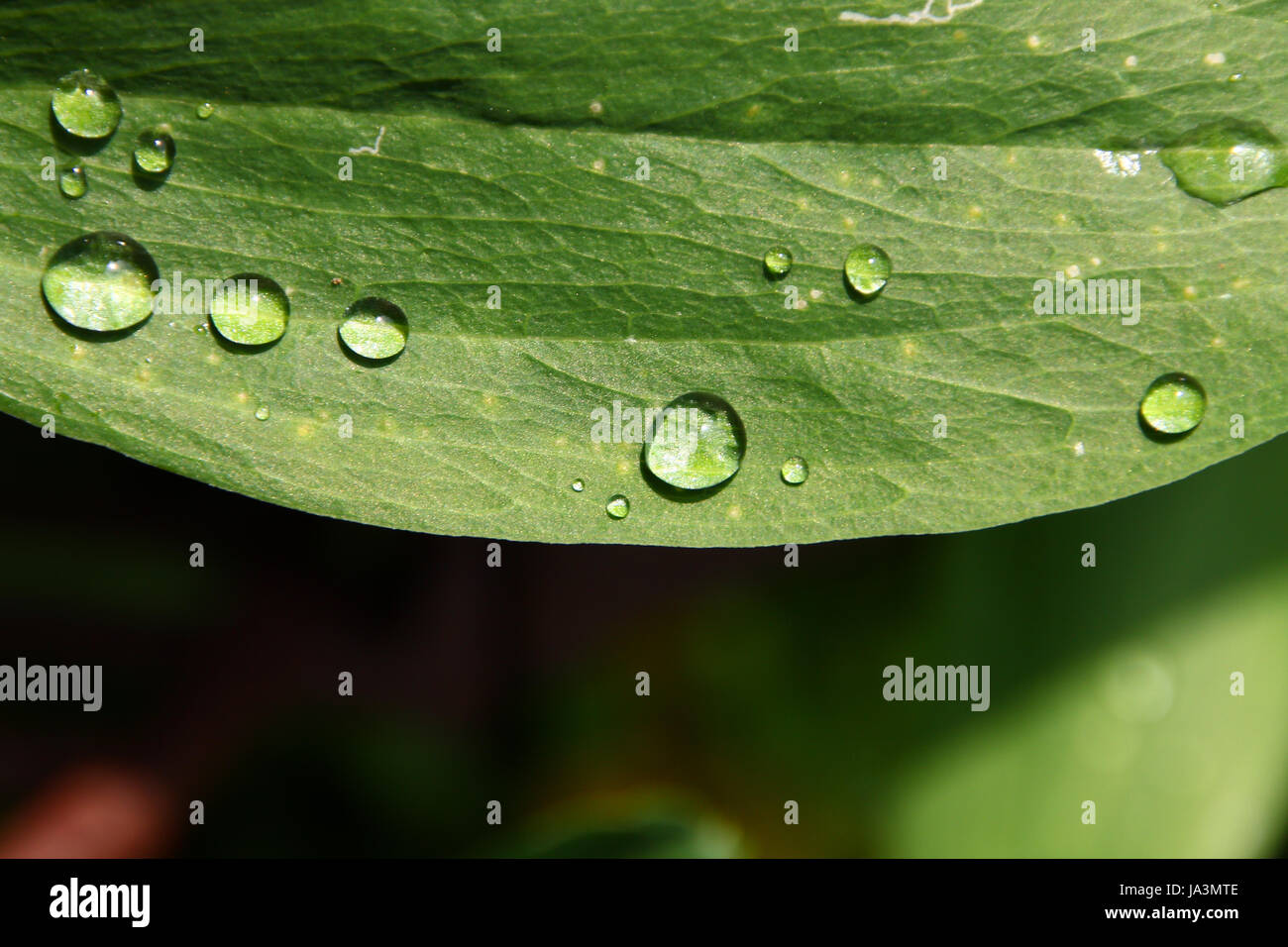 leaf, raindrop, dewdrop, blades of grass, blade of grass, grass, water, drop, Stock Photo