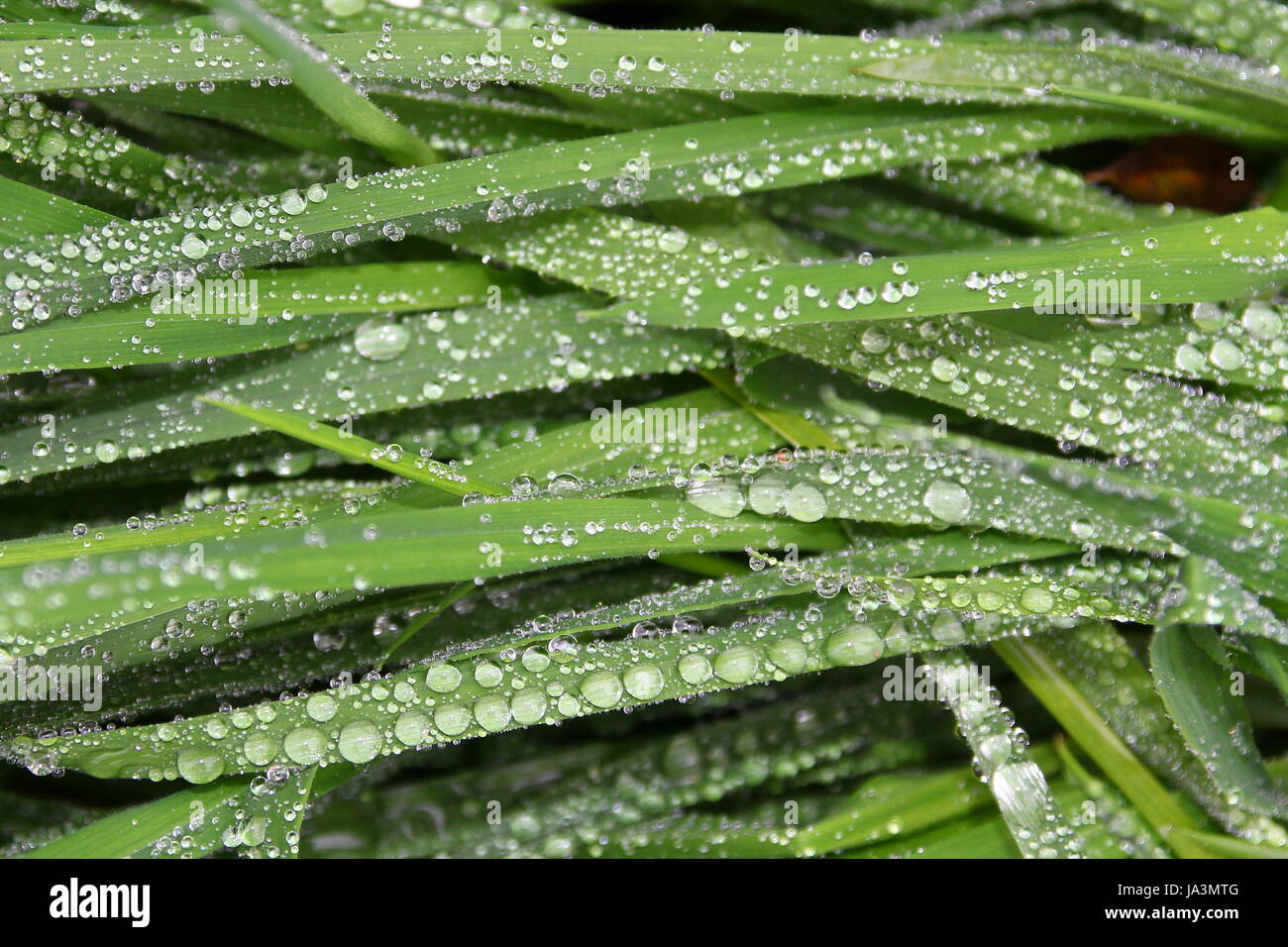 raindrop, dewdrop, blades of grass, blade of grass, grass, meadow, lawn, green, Stock Photo