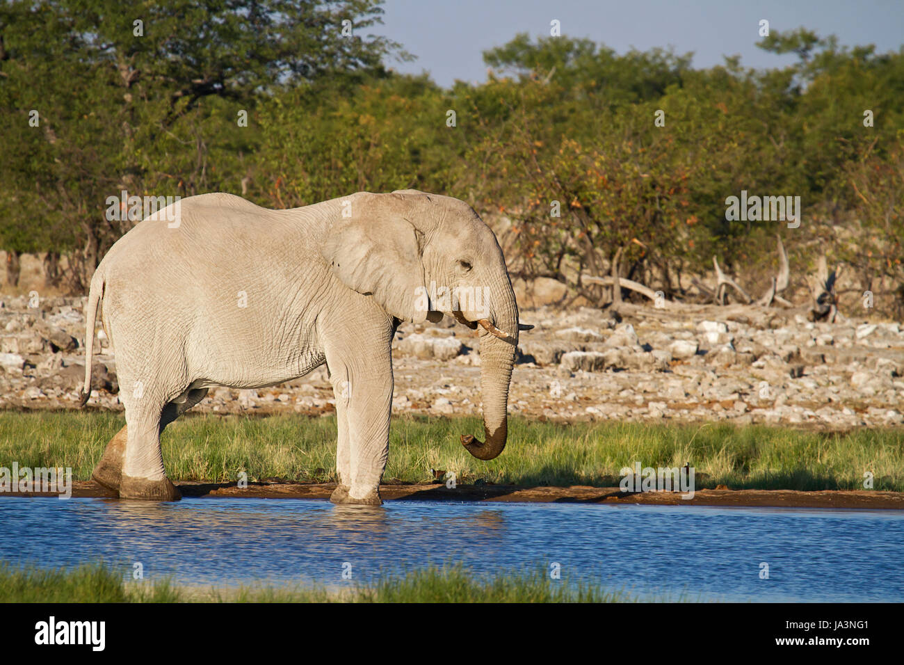 animal, africa, elephant, namibia, travel, holiday, vacation, holidays, Stock Photo