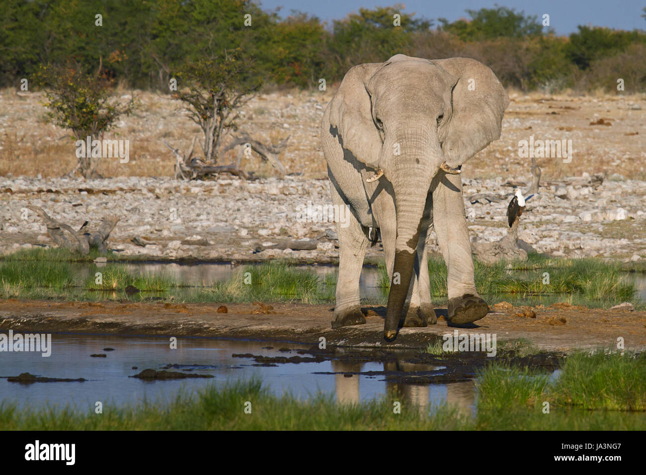 animal, africa, elephant, namibia, travel, holiday, vacation, holidays, Stock Photo