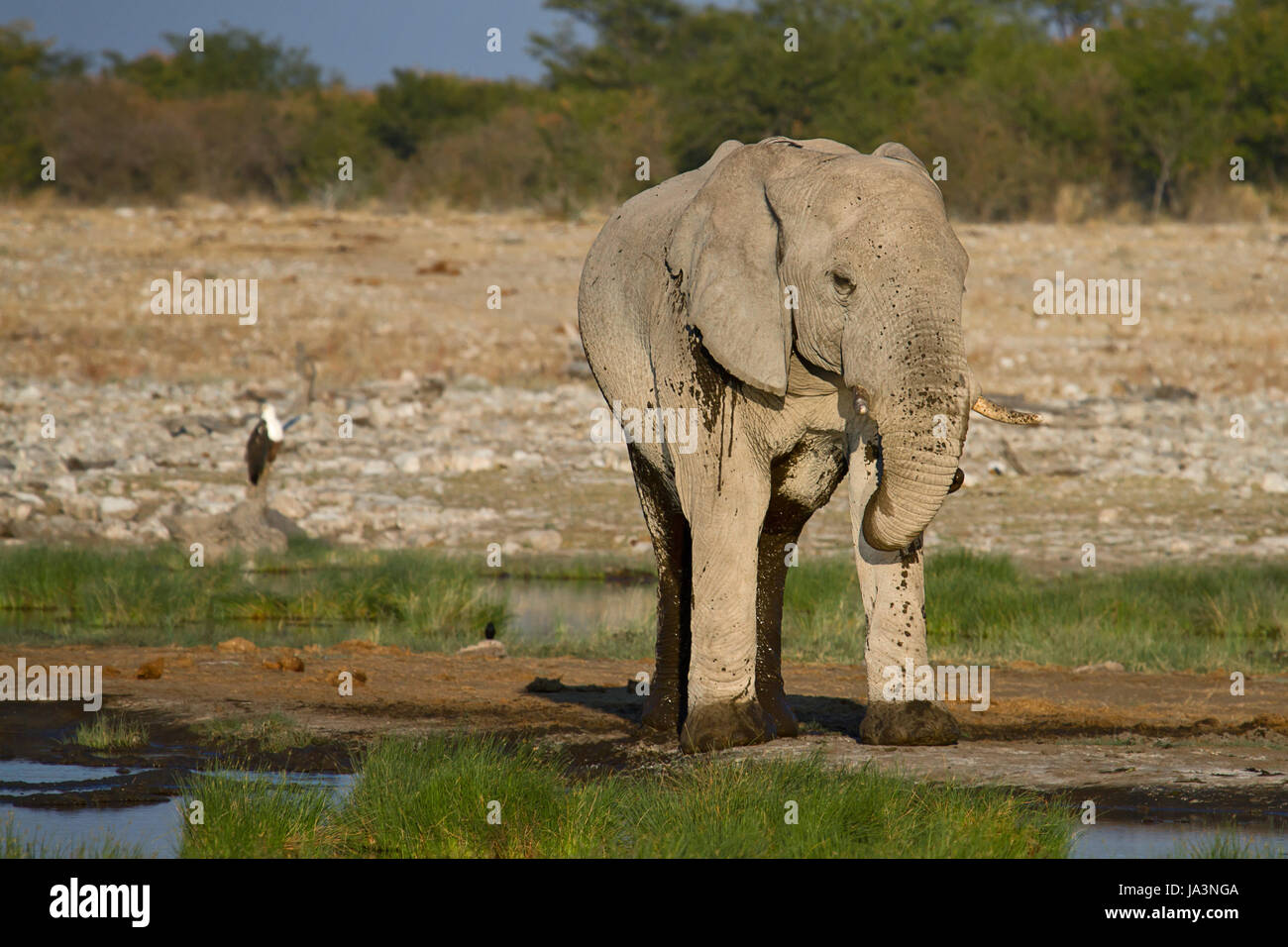 animal, africa, elephant, namibia, travel, holiday, vacation, holidays, Stock Photo