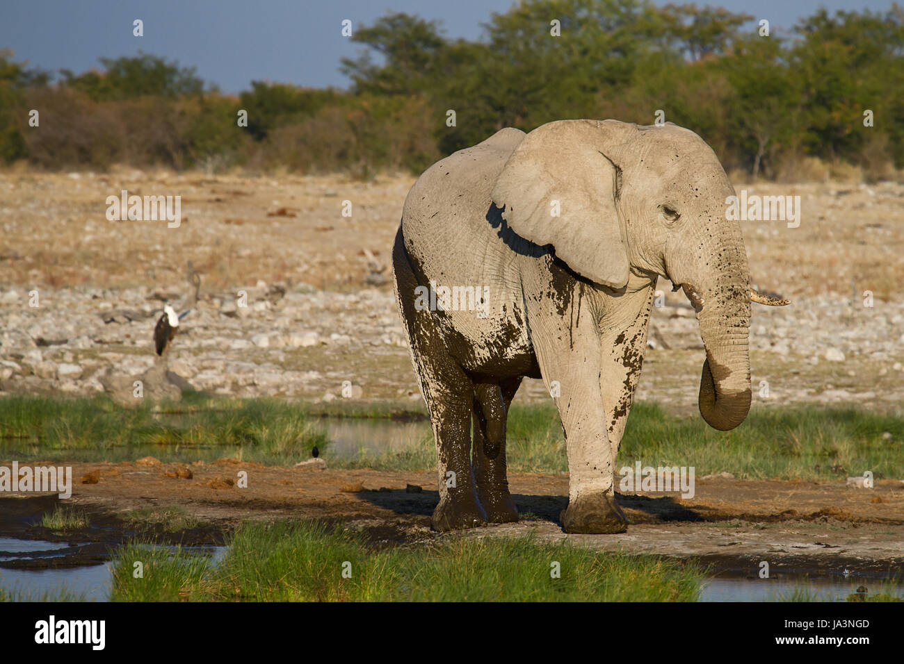 animal, africa, elephant, namibia, travel, holiday, vacation, holidays, Stock Photo