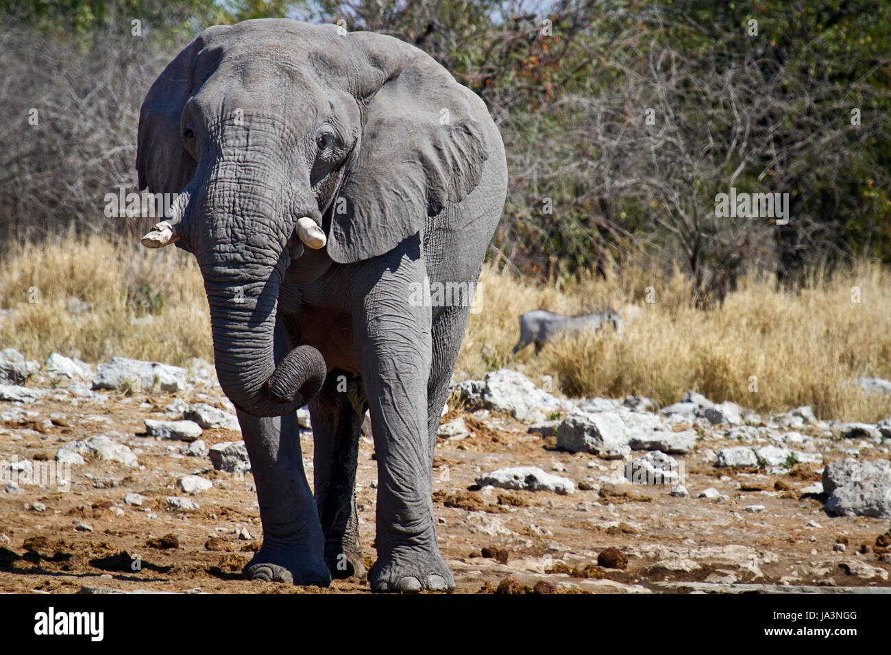 elephant Stock Photo