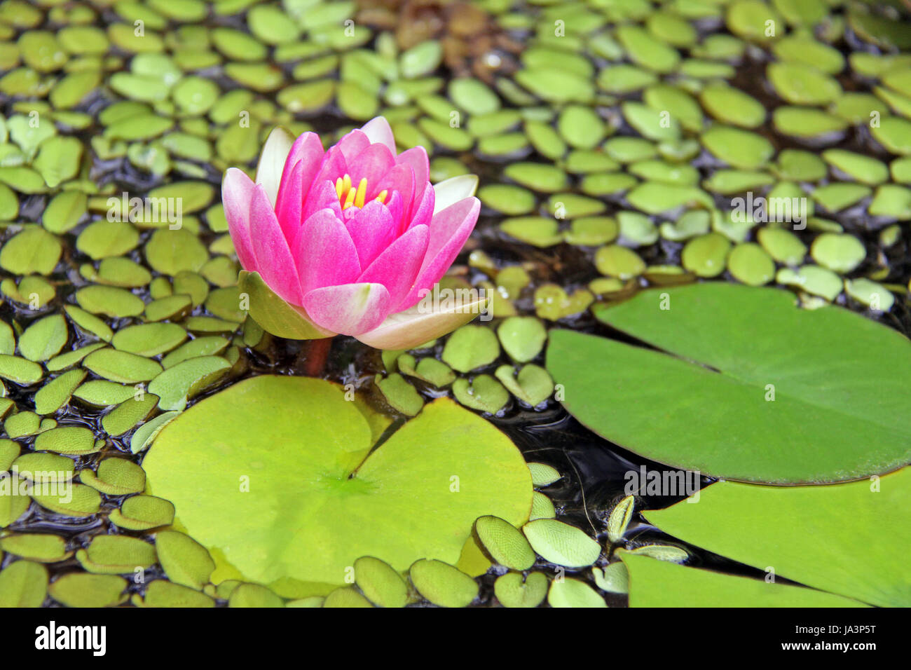 water lily, damask rose, pink, macro, close-up, macro admission, close up view, Stock Photo