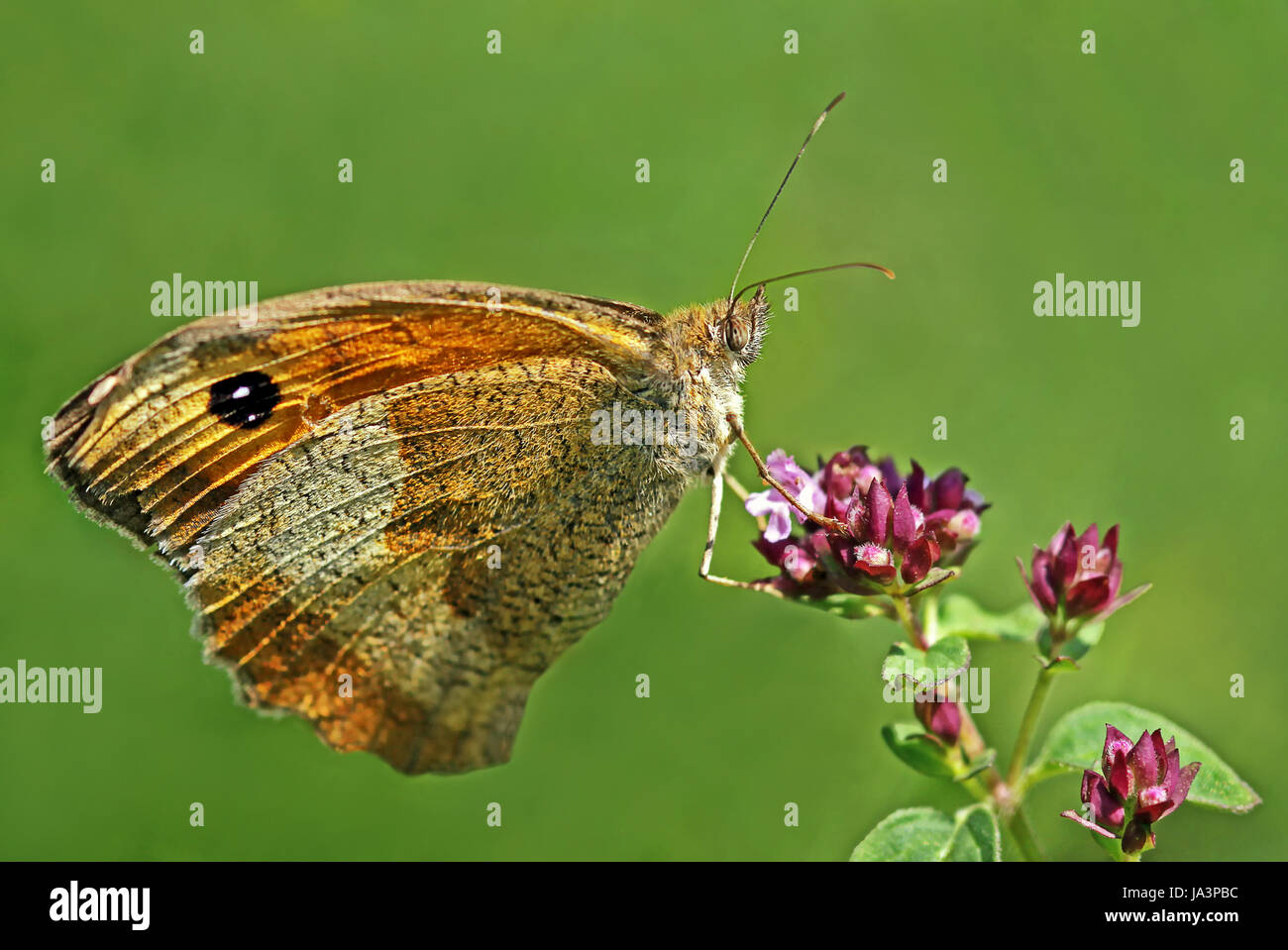 meadow brown on wild marjoram Stock Photo Alamy