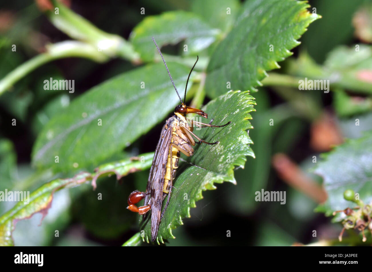 insect, leaf, insect, antenna, nature, scorpionfliege, zweiflgler Stock