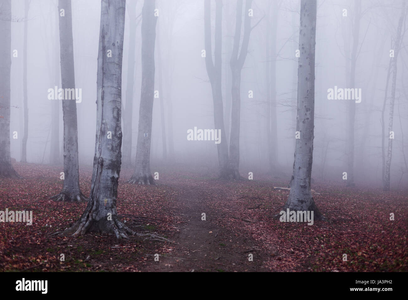 Mystic foggy forest trail in fairy tale woods Stock Photo - Alamy