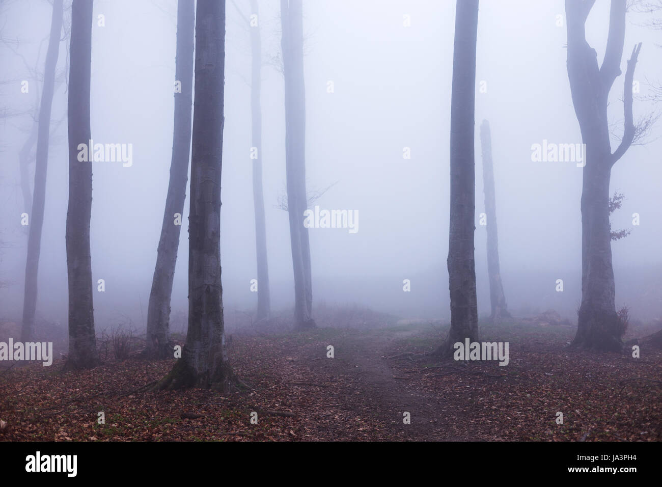 Mystic foggy forest trail in fairy tale woods Stock Photo - Alamy
