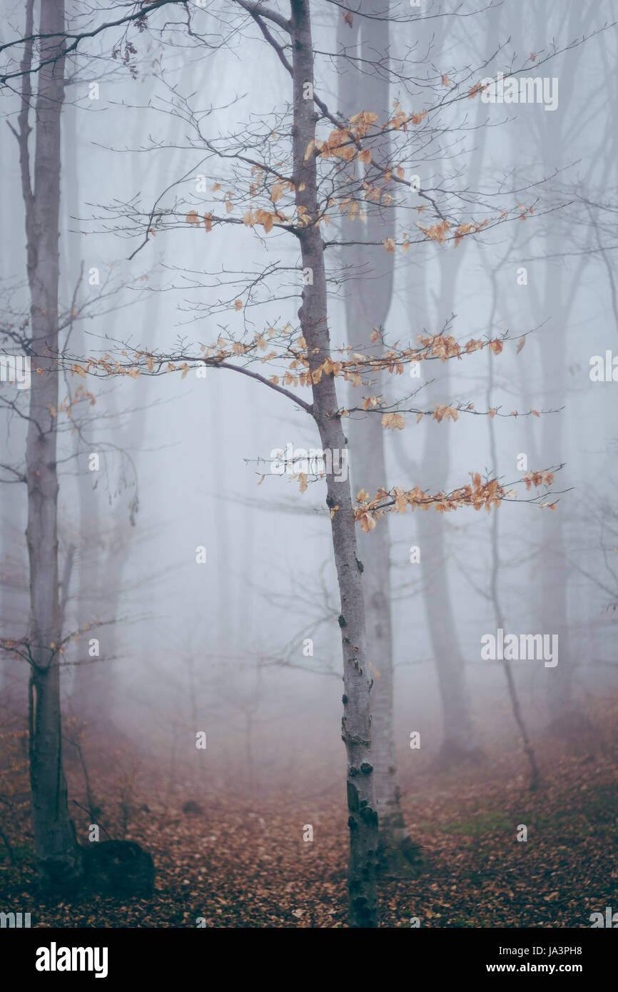 Mystic foggy forest trail in fairy tale woods Stock Photo - Alamy
