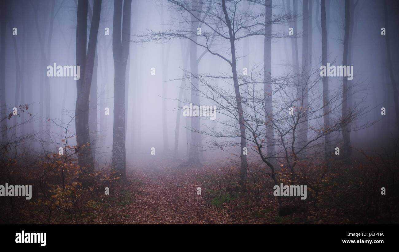 Mystic foggy forest trail in fairy tale woods Stock Photo - Alamy