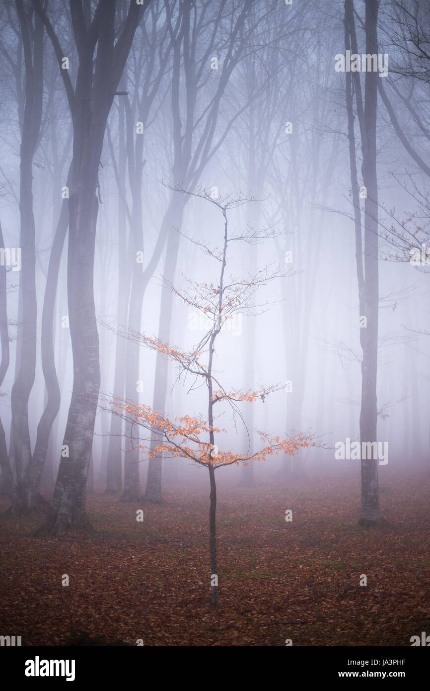 Mystic foggy forest trail in fairy tale woods Stock Photo - Alamy