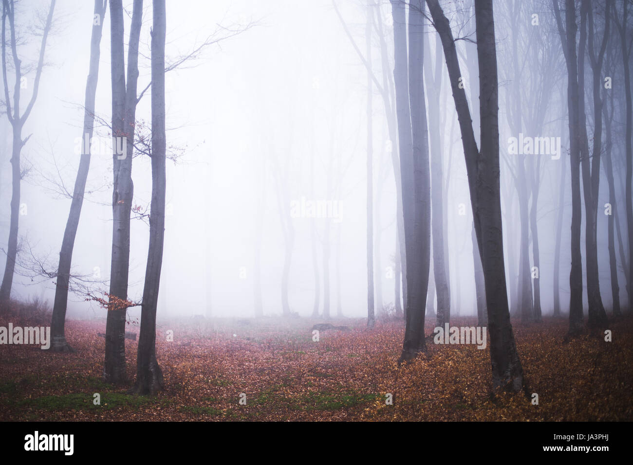 Mystic foggy forest trail in fairy tale woods Stock Photo - Alamy