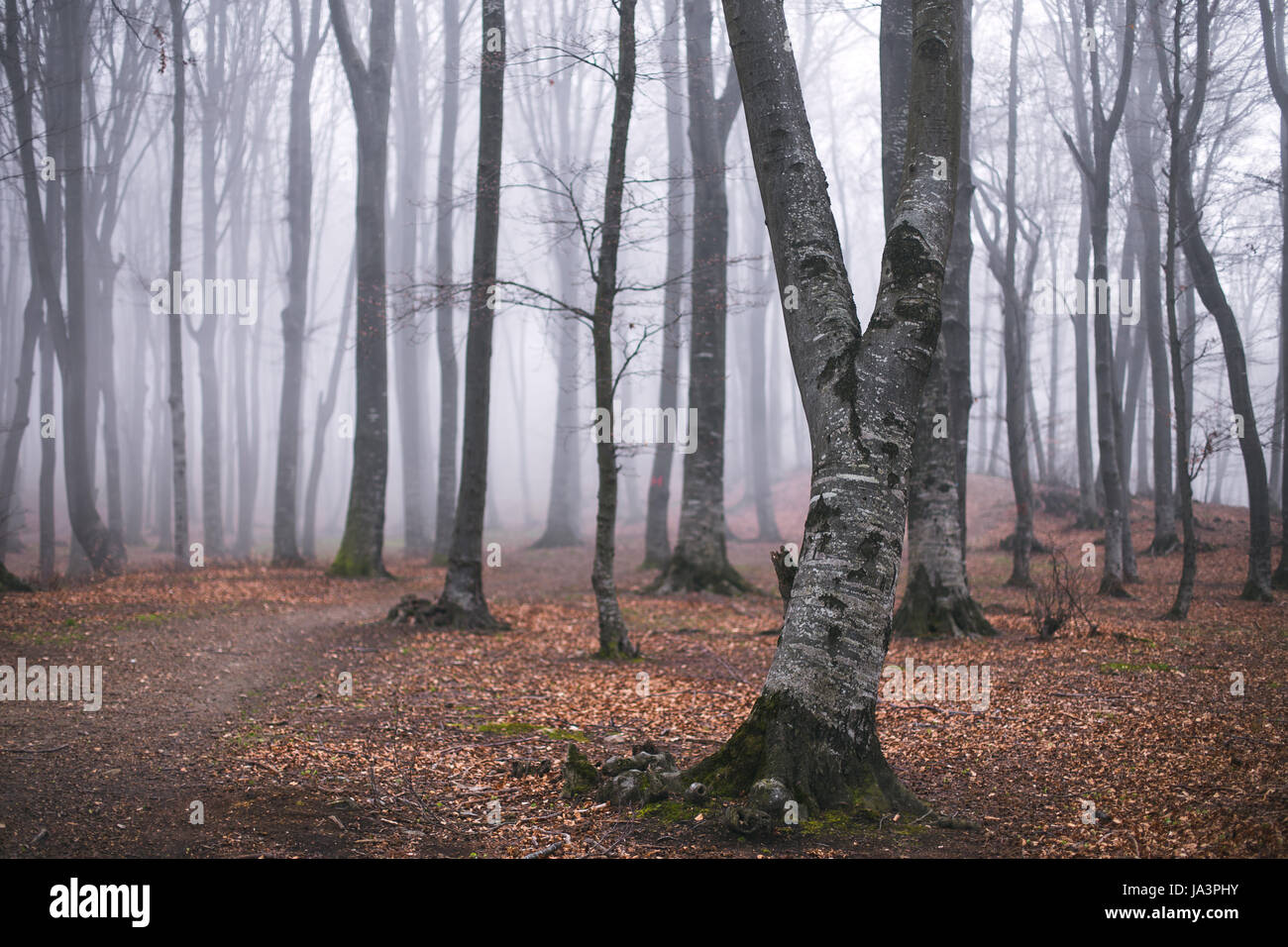 Mystic foggy forest trail in fairy tale woods Stock Photo - Alamy
