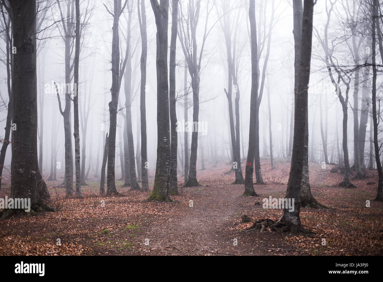 Mystic foggy forest trail in fairy tale woods Stock Photo - Alamy