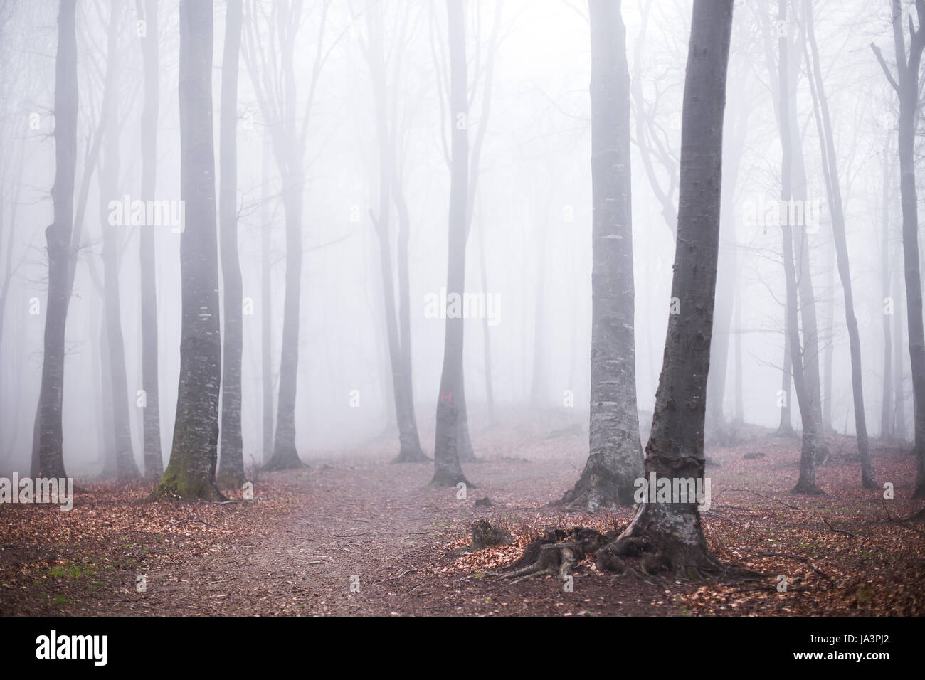 Mystic foggy forest trail in fairy tale woods Stock Photo - Alamy