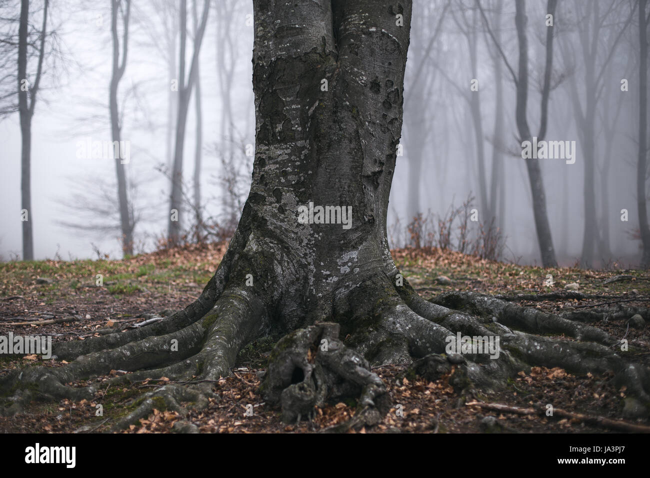 Mystic foggy forest trail in fairy tale woods Stock Photo - Alamy