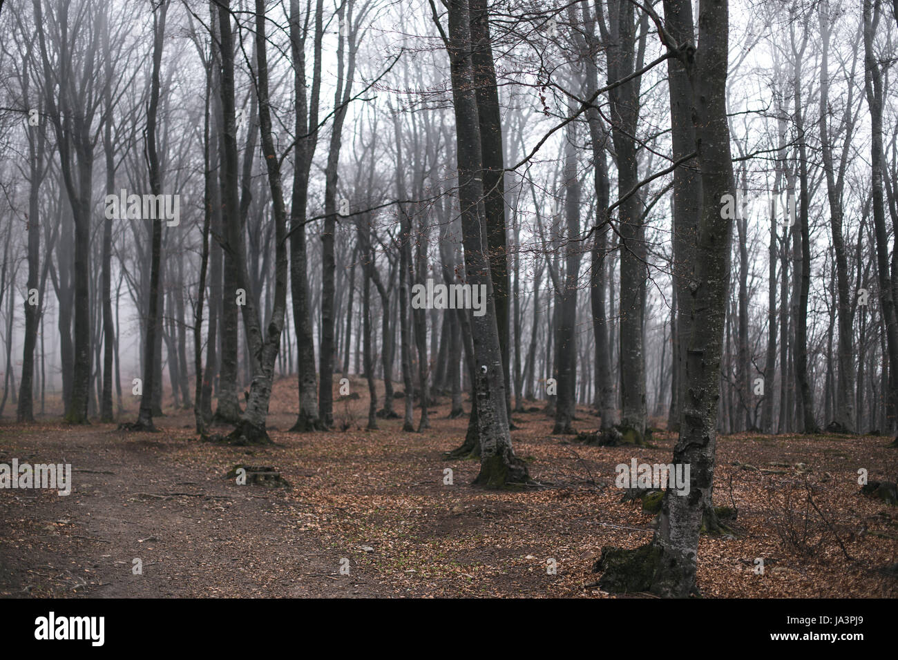 Mystic foggy forest trail in fairy tale woods Stock Photo - Alamy