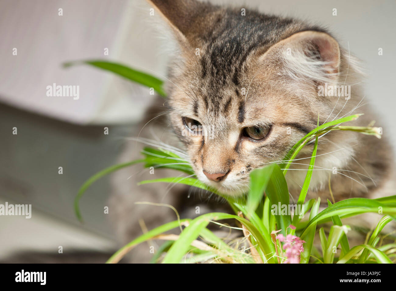 cat eats grass Stock Photo Alamy