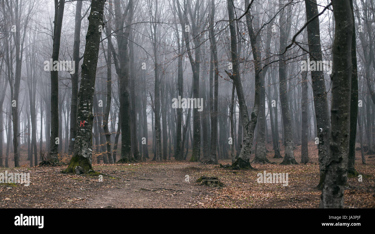 Mystic foggy forest trail in fairy tale woods Stock Photo - Alamy