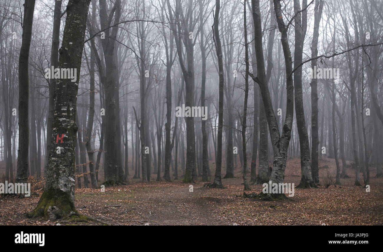 Mystic foggy forest trail in fairy tale woods Stock Photo - Alamy