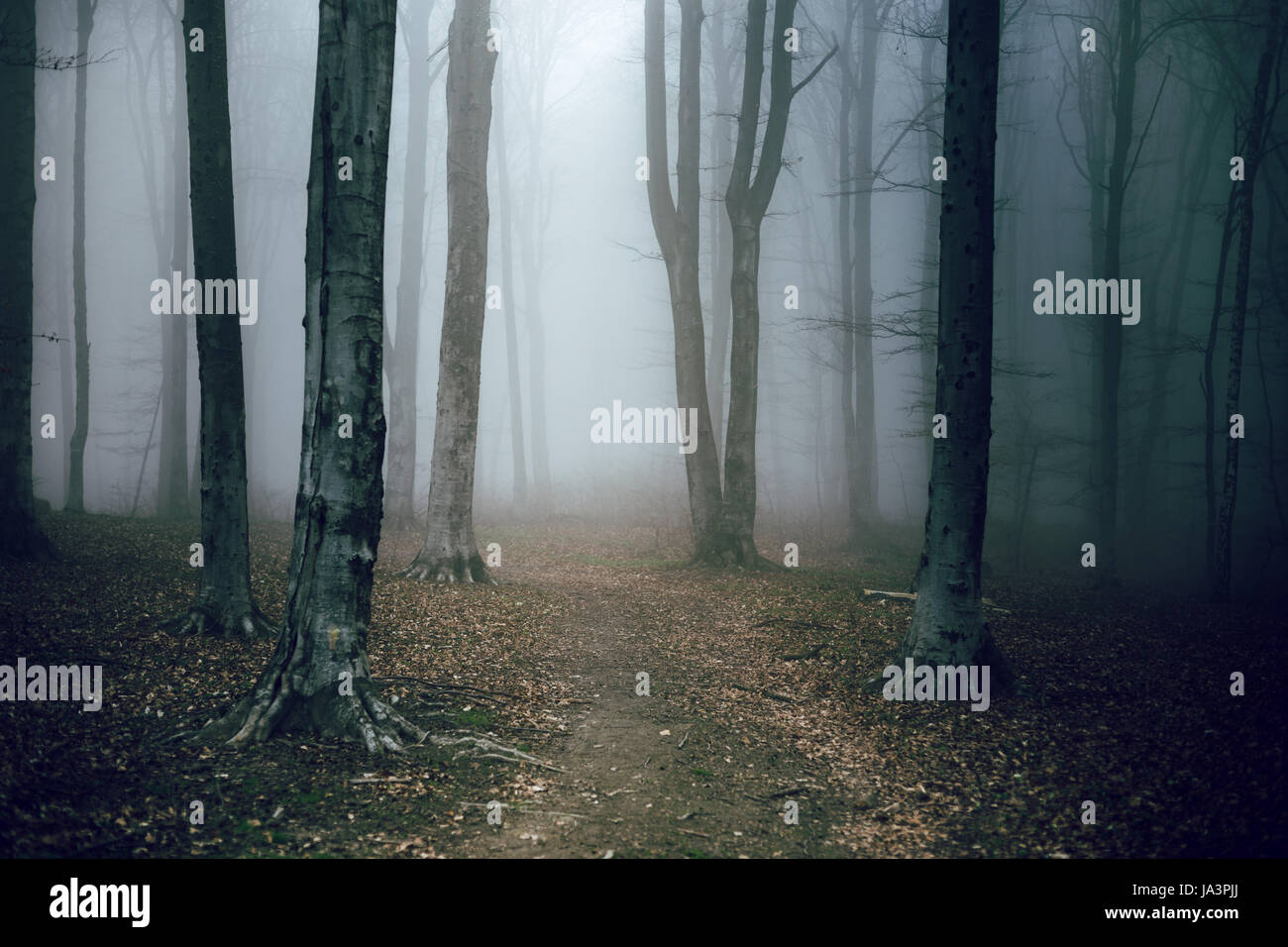 Mystic foggy forest trail in fairy tale woods Stock Photo - Alamy