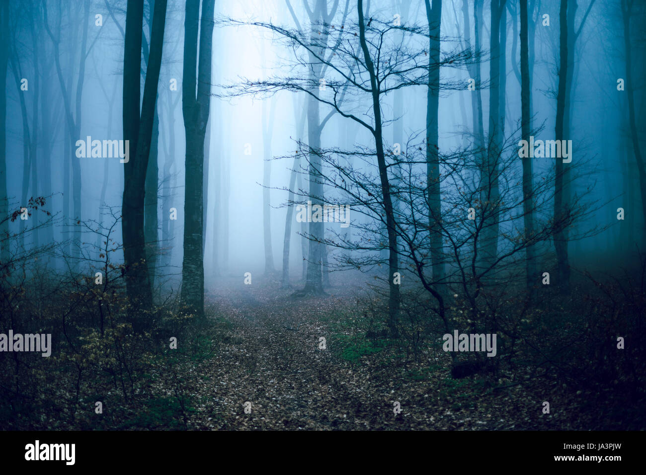 Mystic foggy forest trail in fairy tale woods Stock Photo - Alamy