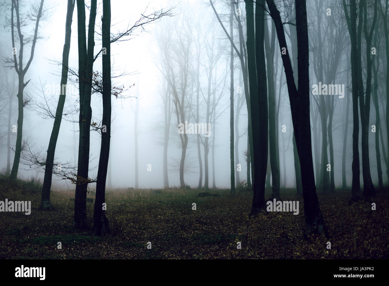 Mystic foggy forest trail in fairy tale woods Stock Photo - Alamy