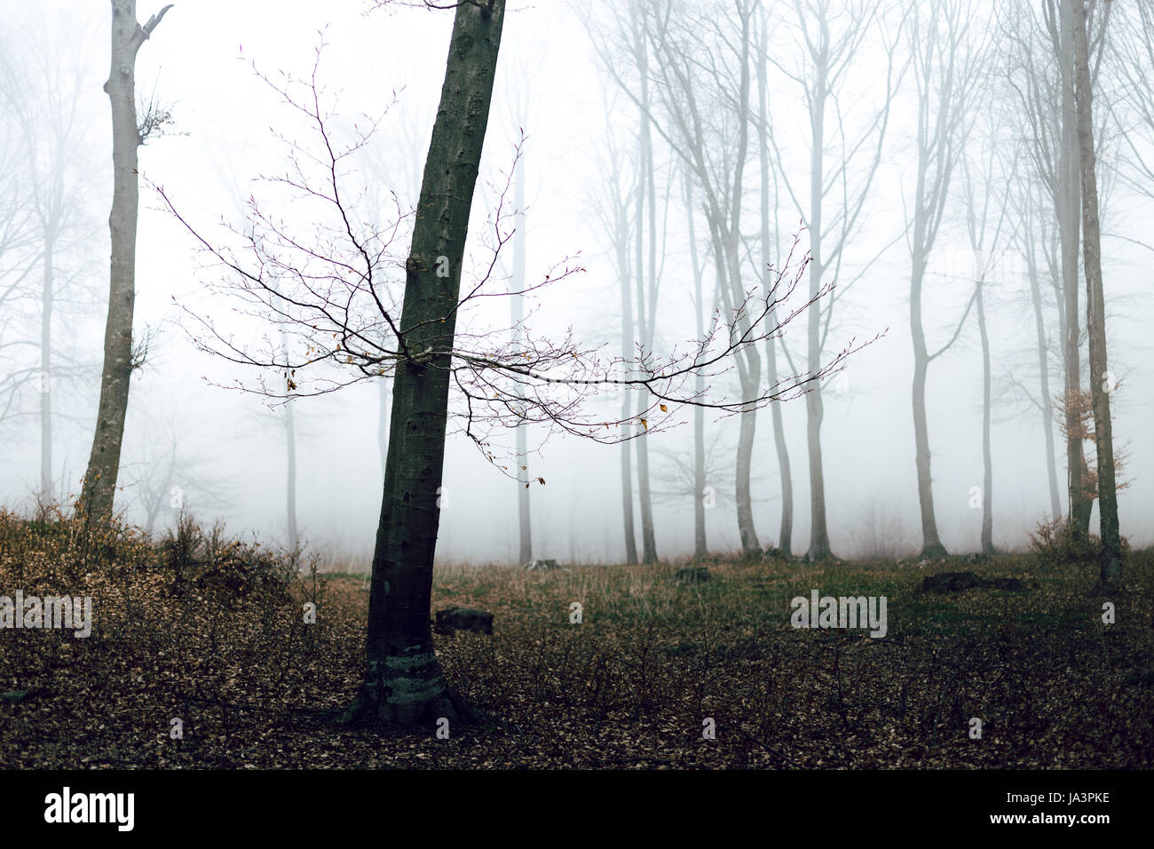 Mystic foggy forest trail in fairy tale woods Stock Photo - Alamy
