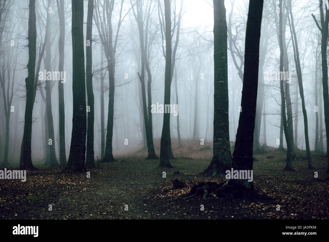 Mystic foggy forest trail in fairy tale woods Stock Photo - Alamy