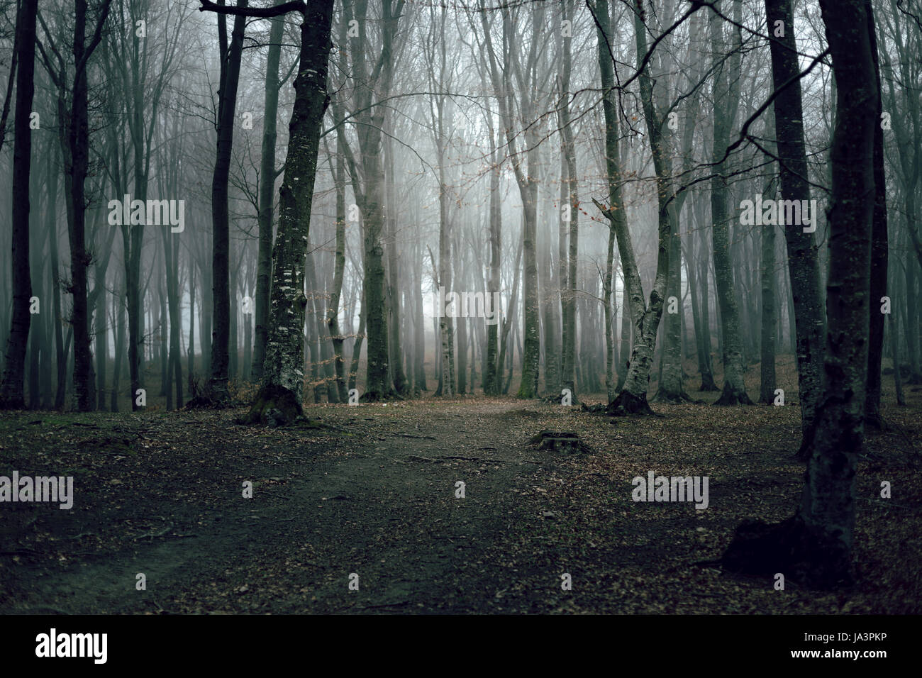 Mystic foggy forest trail in fairy tale woods Stock Photo - Alamy
