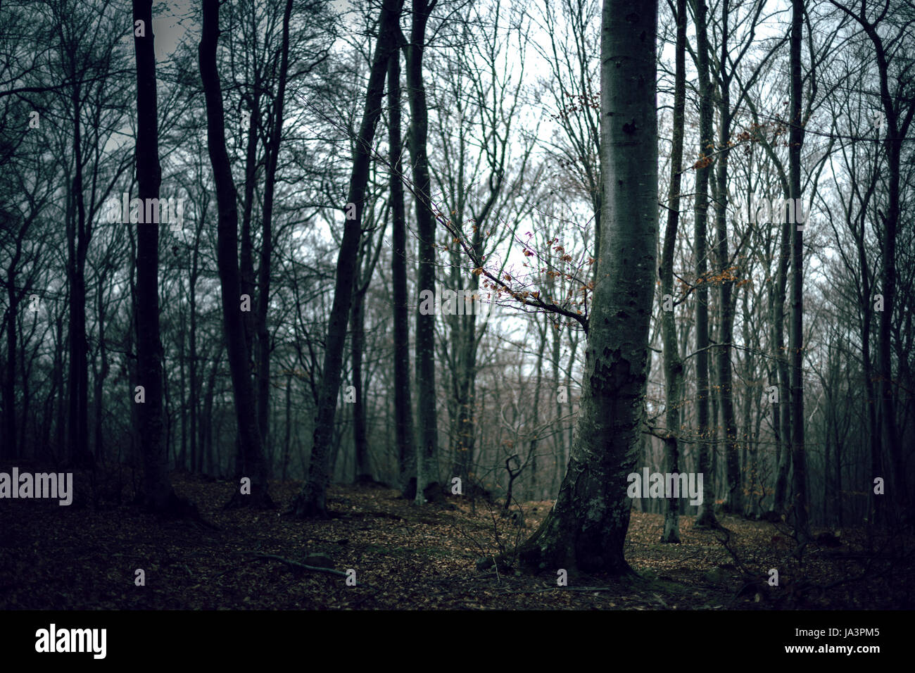 Mystic foggy forest trail in fairy tale woods Stock Photo - Alamy