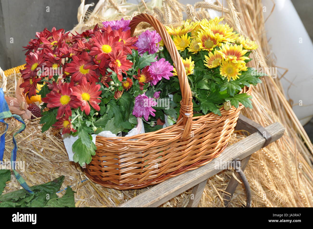coloured, colourful, gorgeous, multifarious, richly coloured, flower, flowers, Stock Photo