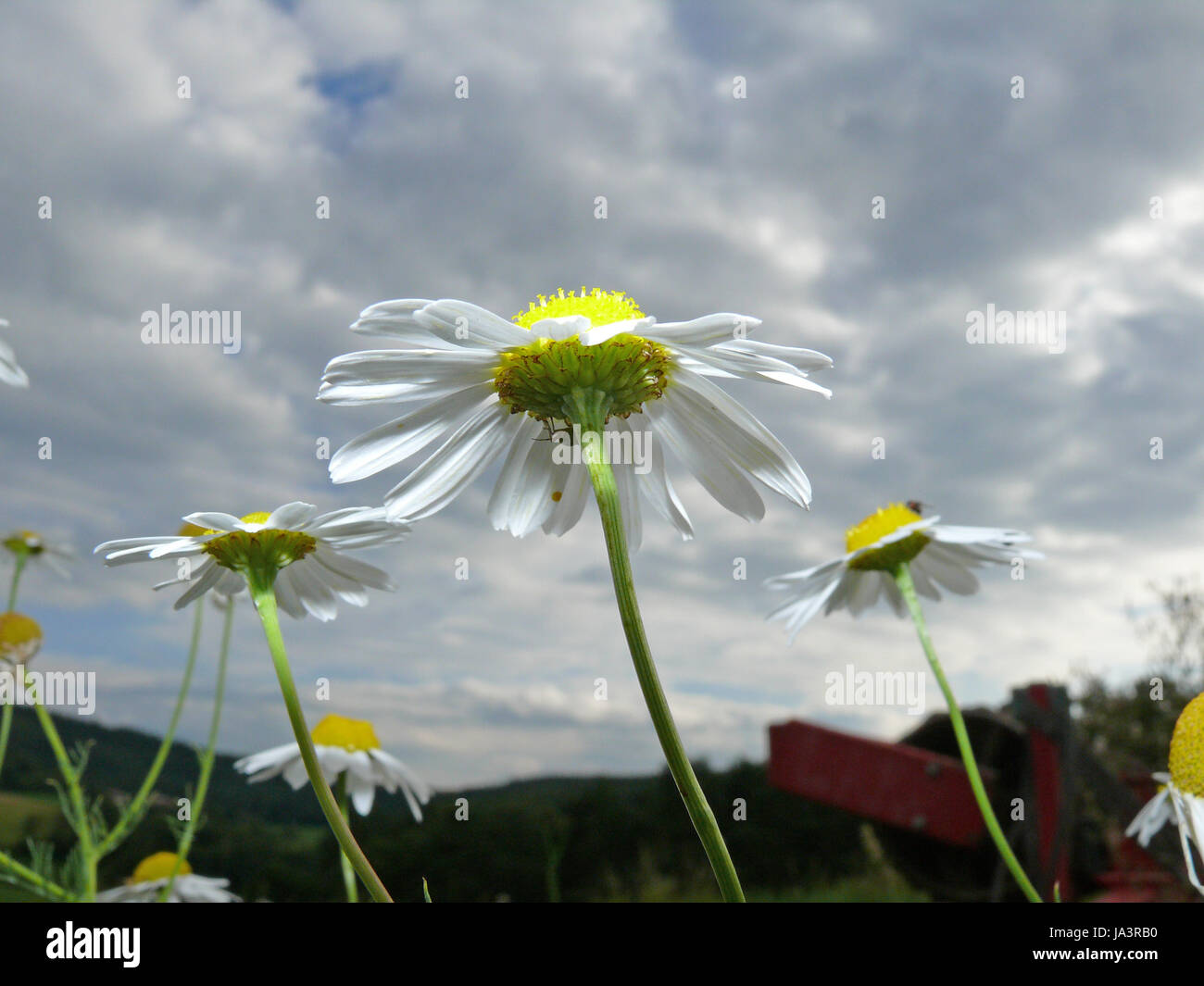 flower, plant, bloom, blossom, flourish, flourishing, flowers, blossoms, bleed, Stock Photo