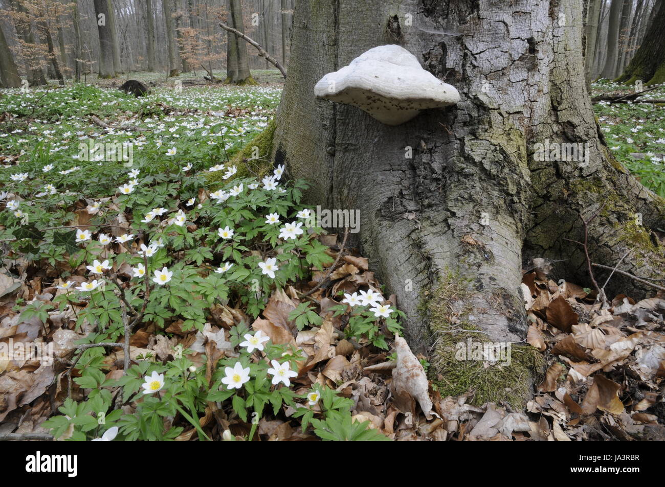 tree fungus and wood anemone Stock Photo