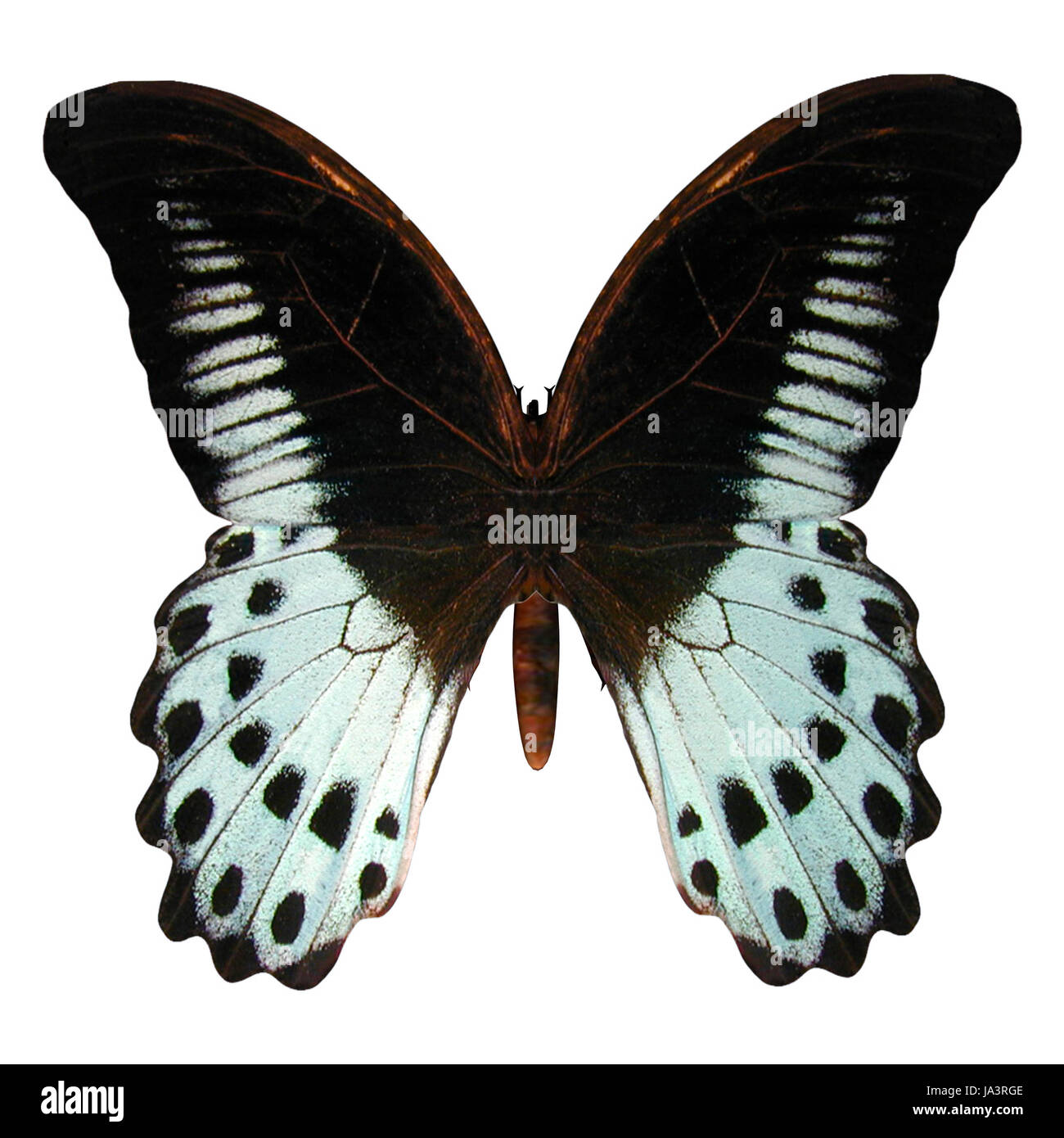 beautiful, beauteously, nice, single, isolated, closeup, flight, animal, Stock Photo