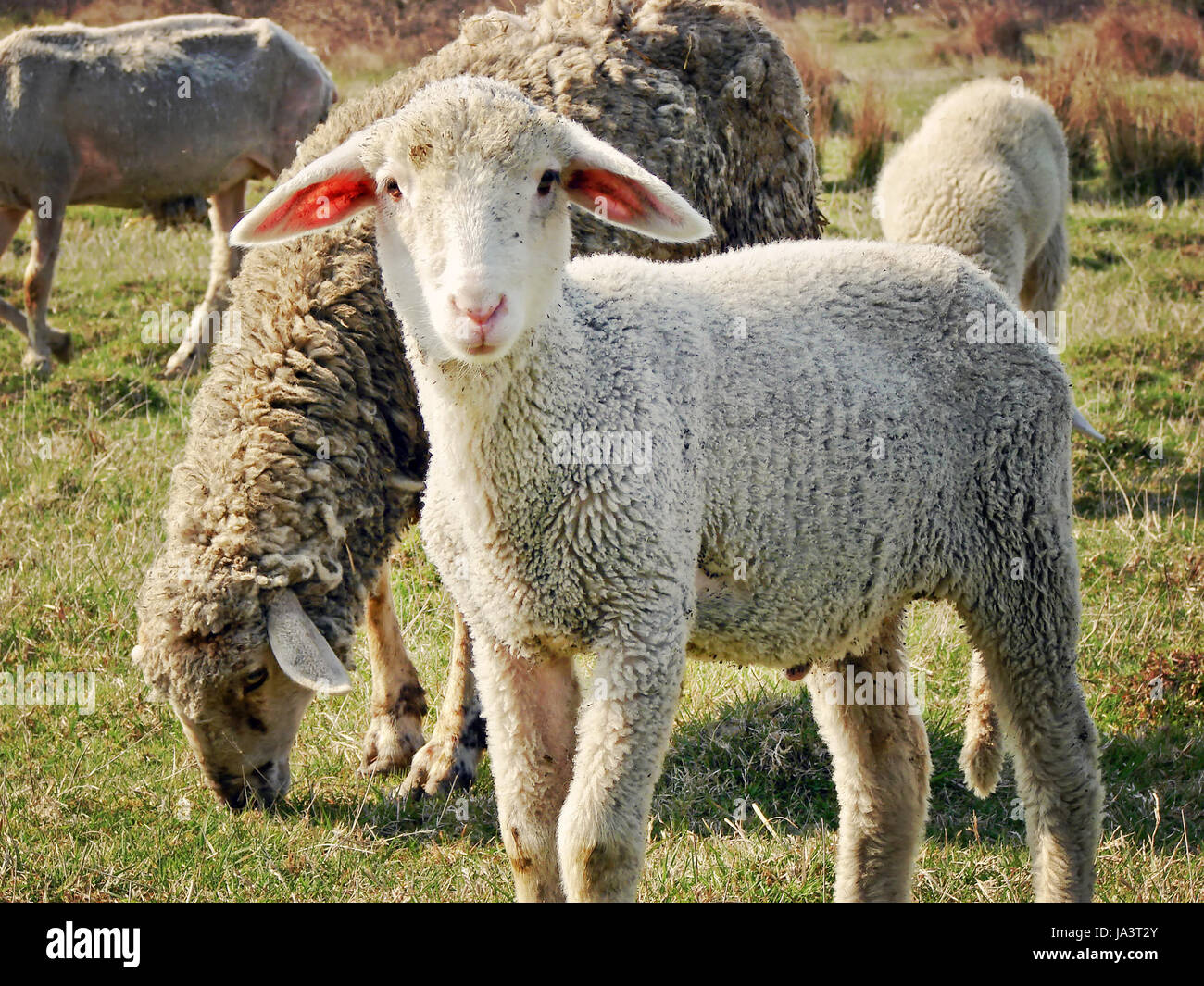 animal, country, breed, ewe, homey, domestic, maddening, pert, coquettish, Stock Photo