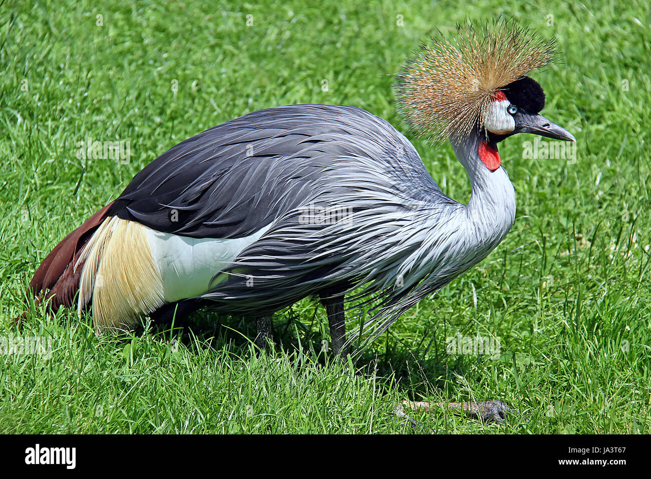 crown, crane, fauna, coloured, colourful, gorgeous, multifarious ...