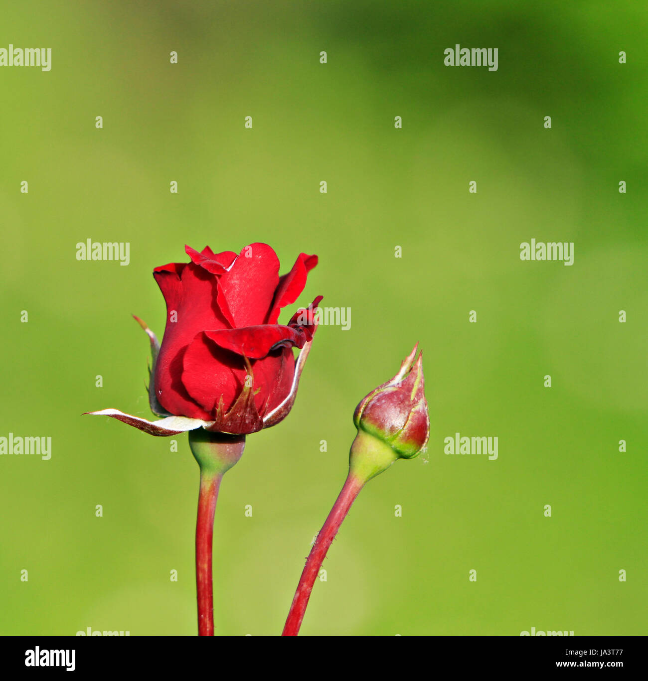 flower, rose, plant, bud, gift, day, during the day, love, in love, fell in Stock Photo
