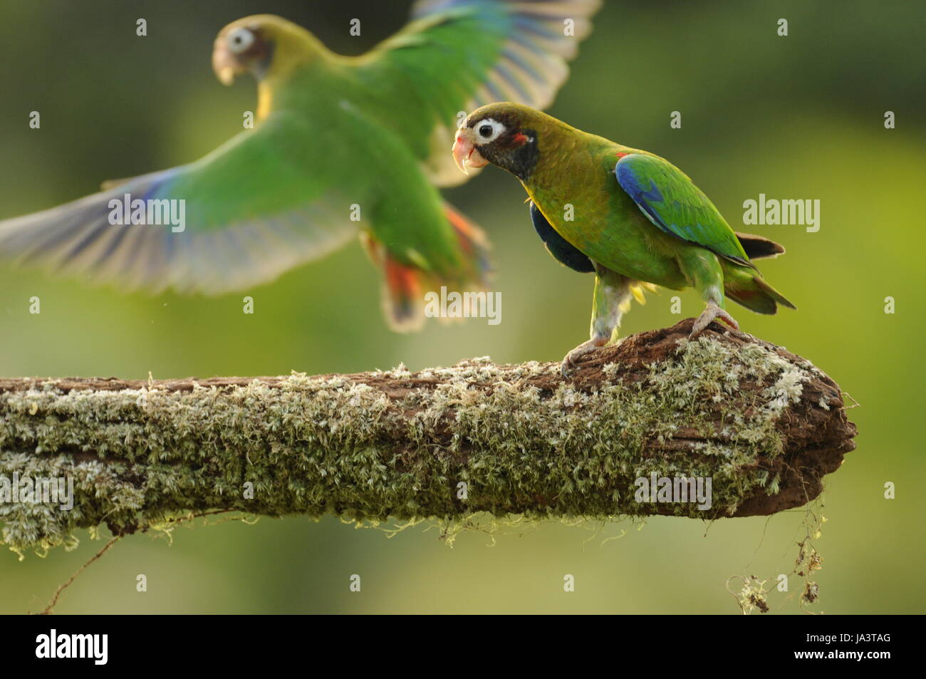 bird, birds, jungle, branch, parrots, traveling, trip, journey, tropics, Stock Photo