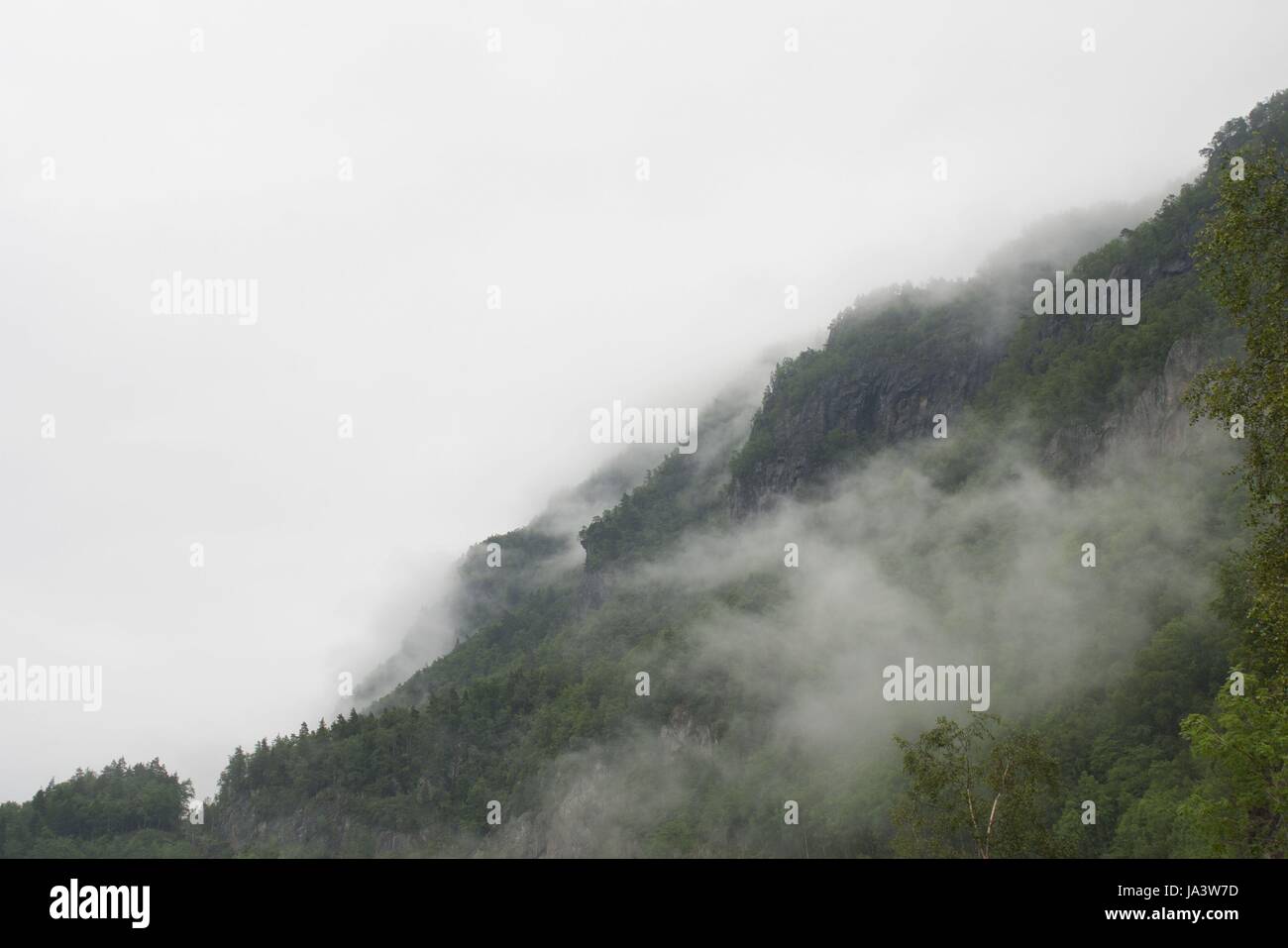 a mountain with many trees on it in the fog Stock Photo - Alamy