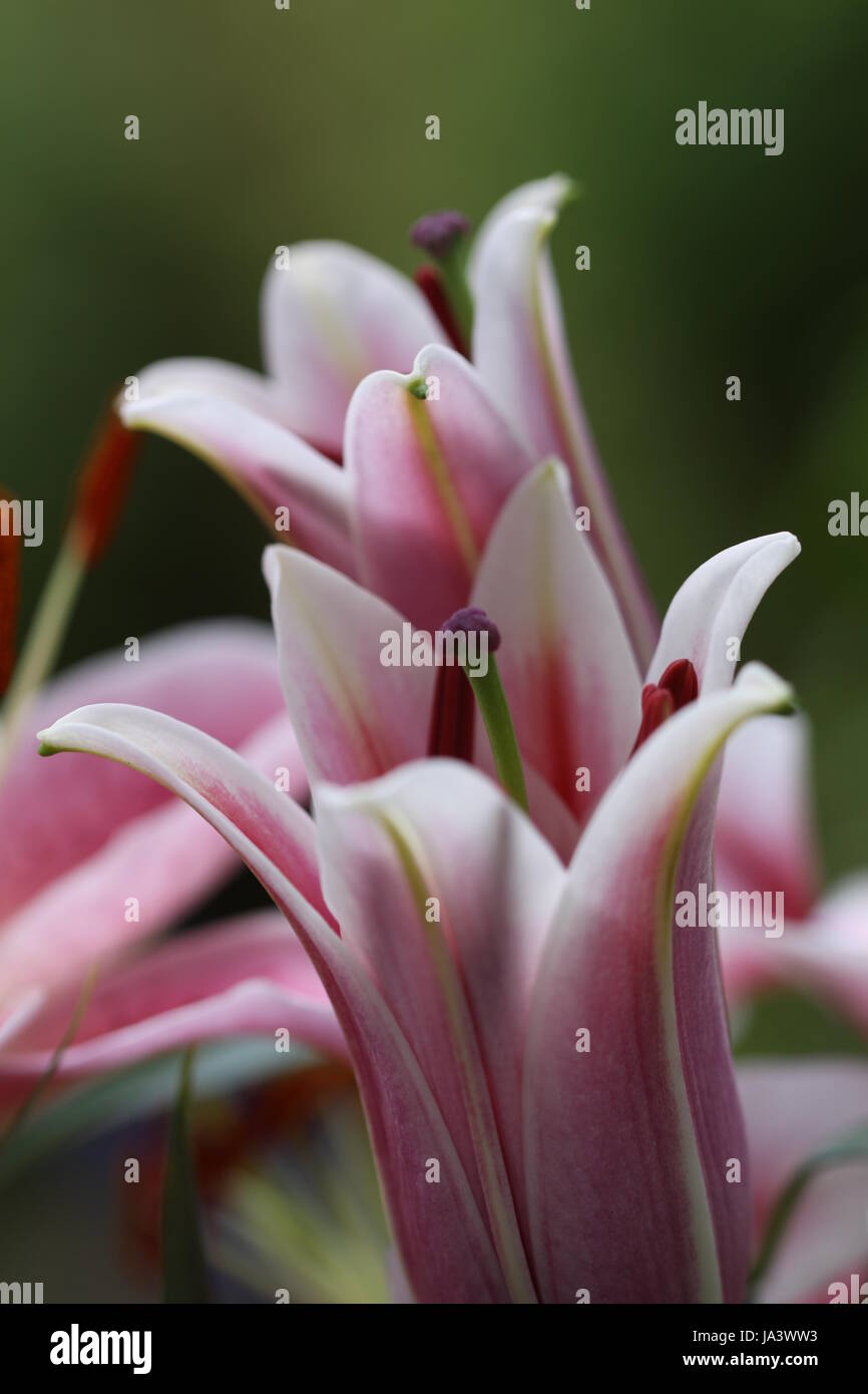 Lilium garden party hi-res stock photography and images - Alamy